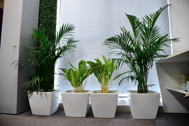 Garden Maintenance Services in Ahmedabad