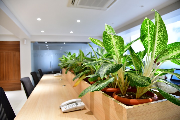 Garden Maintenance Services in Ahmedabad