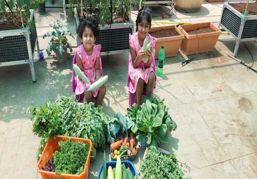 Lawns & Plantation Services in Gandhi Nagar