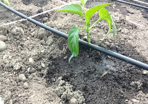 Lawns & Plantation Services in Gandhi Nagar