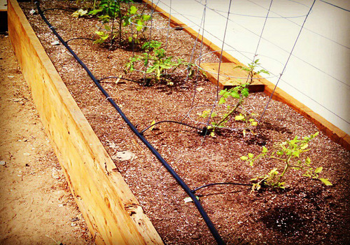 Lawns & Plantation Services in Gandhi Nagar