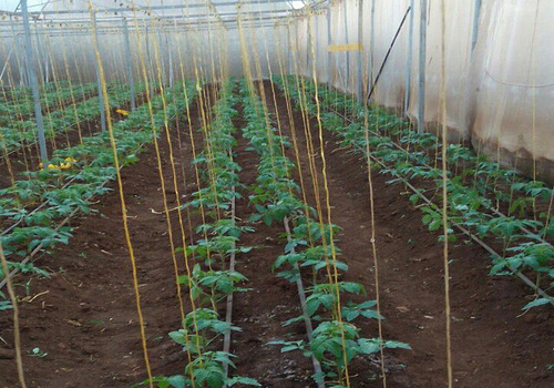 Lawns & Plantation Services in Gandhi Nagar