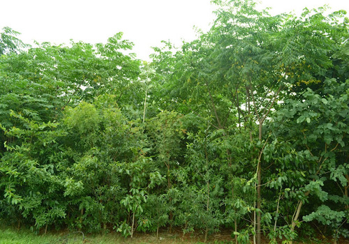 Lawns & Plantation Services in Gandhi Nagar