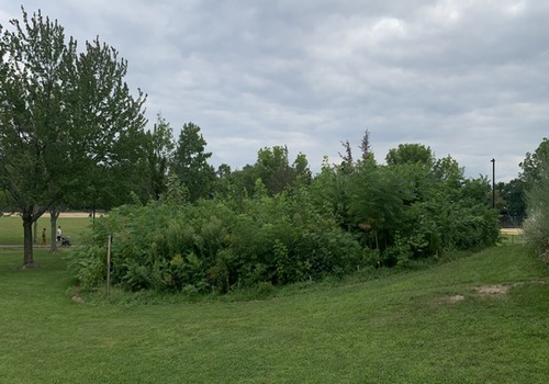 Lawns & Plantation Services in Gandhi Nagar